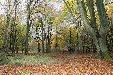 Herbstlicher Buchenwald