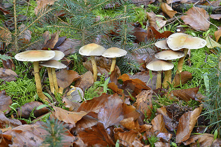 Gruenblaettriger Schwefelkopf