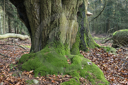 Abgestorbene Buche