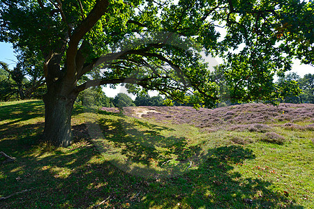 Borkener Paradies, Emsland