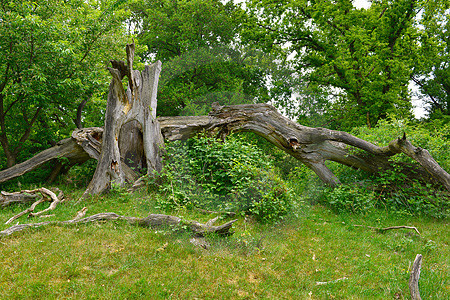 Hudelandschaft Borkener Paradies