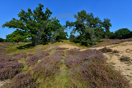 Borkener Paradies, Emsland