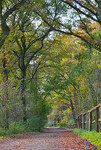 Herbstlicher Waldweg