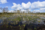 Birken im Moor