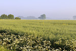 Landschaft bei Vehs im Morgennebel