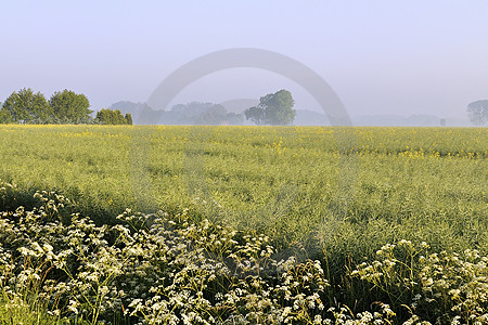 Landschaft bei Vehs im Morgennebel