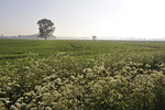 Landschaft bei Badbergen-Langen