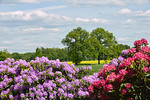 Landschaft mit Rhododendron