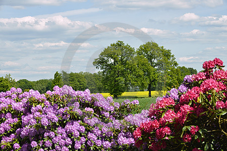 Landschaft mit Rhododendron