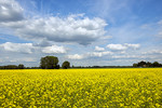 Frühlingslandschaft bei Wulften