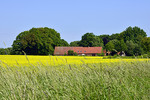 Bauernhof im Rapsfeld