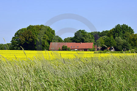 Bauernhof im Rapsfeld