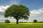 Frühlingslandschaft bei Wulften