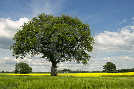 Frühlingslandschaft bei Wulften