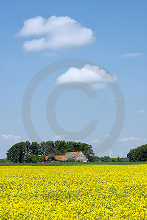 Artlandhof mit Rapsfeld