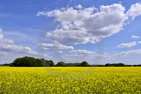 Frühlingslandschaft bei Wulften