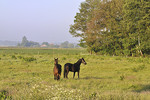 Landschaft bei Vehs im Morgennebel