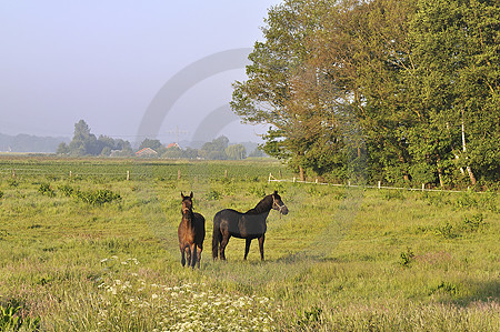 Landschaft bei Vehs im Morgennebel