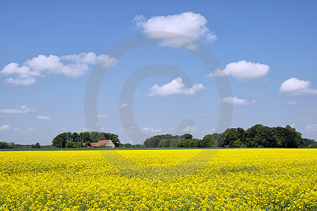 Artlandhof mit Rapsfeld