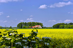 Landschaft mit Artlandhof und Rapsfeld in Langen