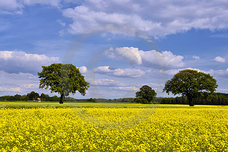 Frühlingslandschaft bei Wulften