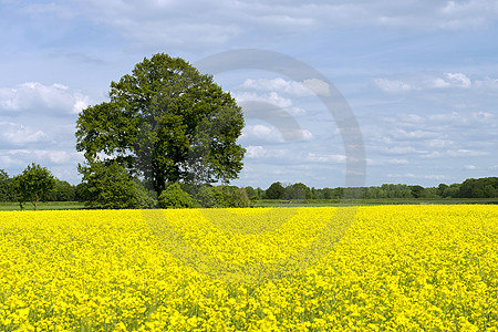 Frühlingslandschaft bei Wulften