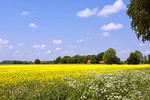 Landschaft mit Rapsfeld in Wohld