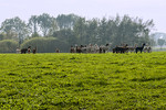 Artland-Alpakas auf dem Hof Bruns