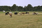 Artland Alpakas auf dem Hof Bruns