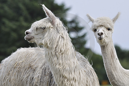 Artland-Alpakas auf dem Hof Bruns