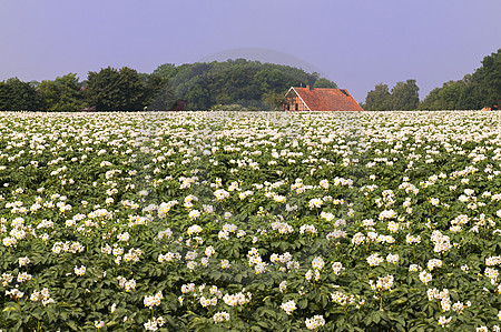 Blühendes Kartoffelfeld im Artland
