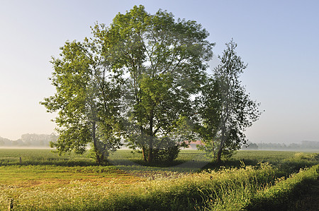 Morgennebel in Suttrup