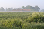 Morgennebel im Artland