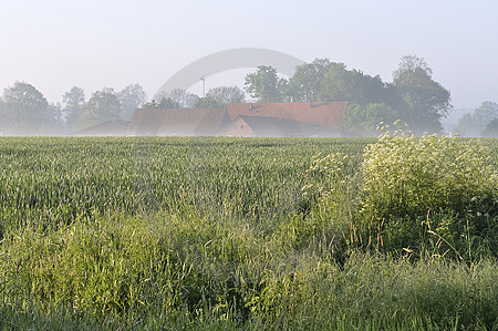 Morgennebel im Artland