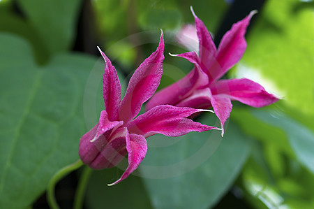 Rote Clematisblüten