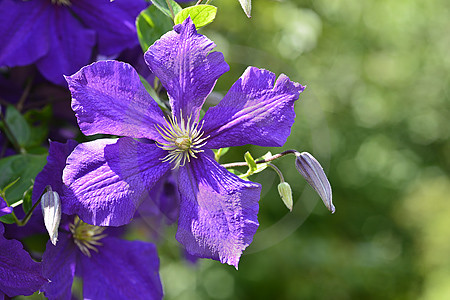 Blaue Clematis-Blüte