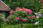 Hochstamm-Rose "Rosarium Uetersen"