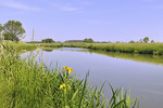 Hase bei Bersenbrück-Hastrup