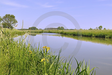 Hase bei Bersenbrück-Hastrup