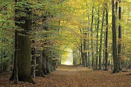 Herbstwald in Berge-Börstel