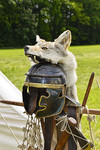 Römerhelm mit Fuchs