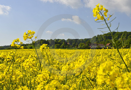 Landschaft in Hagen a.T.W.