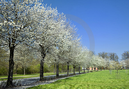 Kirschblüte in Hagen a.T.W.