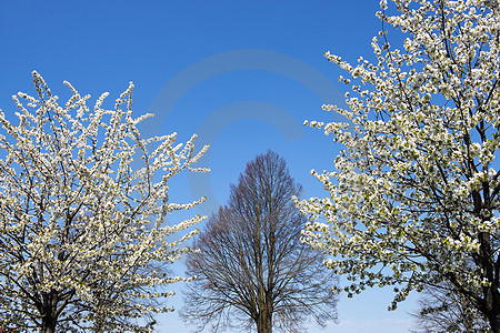 Blühende Kirschbäume