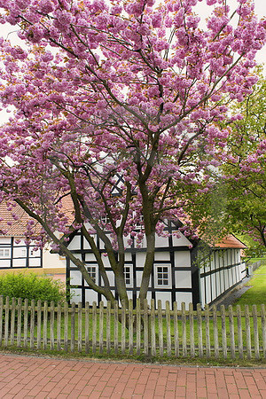 Fachwerk mit Nelkenkirsche