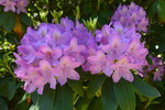 Rhododendronblüten