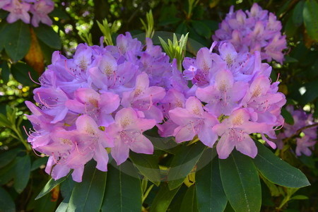 Rhododendronblüten