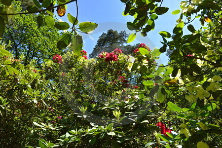 Rhododendronpark Westerstede