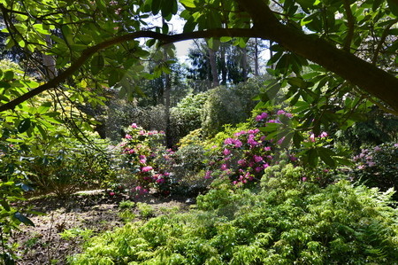 Rhododendronpark Westerstede