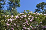 Rhododendronpark Westerstede